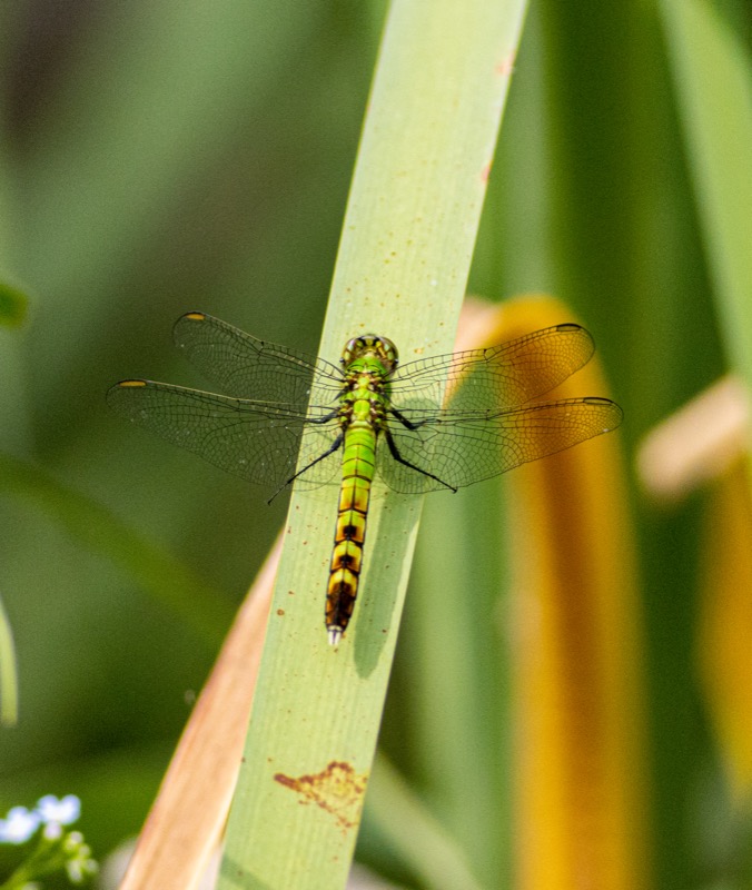 Eastern Pondhawk Amongst Cattails